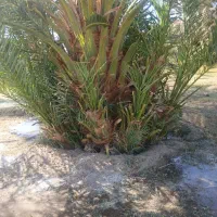 پا جوش درخت مضافتی