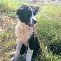 سگ قدرجانی|سگ|ایلام, |دیوار