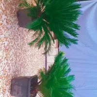 نخل سیکاس|گل و گیاه طبیعی|رضوانشهر, |دیوار