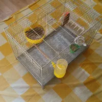 قناری نر و ماده سوخته بهمراه یک عدد جوجه ۳روز|پرنده|اصفهان, کشاورزی|دیوار