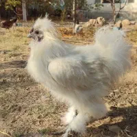 نژاد ابریشمی