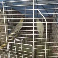 پرنده عروس هلندی