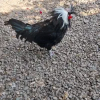 خروس  لهستانی اصل ۸ماهه جوان|حیوانات مزرعه|رشت, گلزاران|دیوار