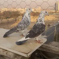 کفتر کبوتر پرشی جفت