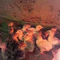 جوجه بوقلمون برنز واکسن خورده