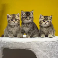 گربه بریتیش رنگ های خاص و جذاب