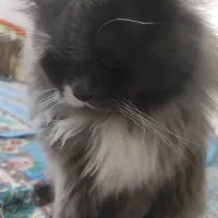 گربه اسکاتیش هایلند اماده جفت گیری