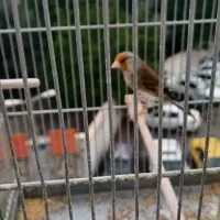 سهره قناری موقوم تهران پاک