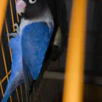 برزیلی ماده کاربنی وارداتی|پرنده|اردبیل, |دیوار