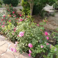فروش باغ ویلا
