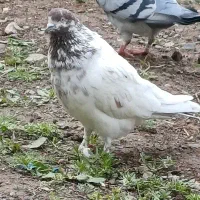 کبوتر