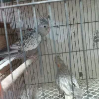 عروس هلندی ایزابلا و دوکت و جفت|پرنده|لنگرود, |دیوار