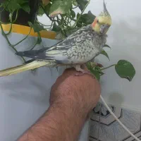 طوطی عروس بسیار جوان و بازیگوش|پرنده|شوشتر, |دیوار