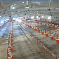 سالندار مرغداری