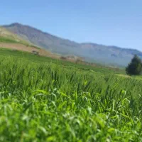 اجاره و فروش زمین کشاورزی روستای زرین جوب|فروش دفتر صنعتی، کشاورزی، تجاری|سرپل ذهاب, |دیوار