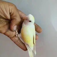 کوتوله جفت خوشرنگ