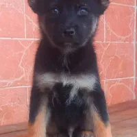 سگ ژرمن شیپرد موکوتاه کینگ سایز شاه توله ( نر )