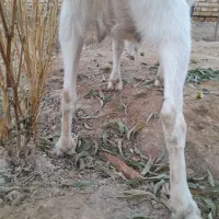 بزسانن اصل شکم دوم حامله سنگین سه قلوزا|حیوانات مزرعه|گلپایگان, |دیوار