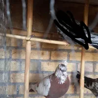 چندتا کبوتر نروماده