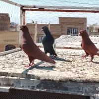 چند عدد کفتر بهبانی زرنگ زدو خوردی