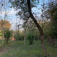 زمین شهربیجار کوکنه بهترین ویو|فروش زمین و ملک کلنگی|رشت, دباغیان|دیوار