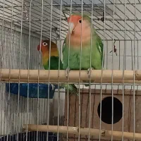 طوطی برزیلی