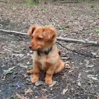 سگ بازیگوش ۳ ماهه