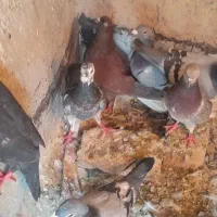 کبوتر
