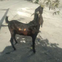 بزغاله نر نژاد هلندی|حیوانات مزرعه|هرسین, |دیوار