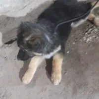 ژرمن شپرد|سگ|لاهیجان, قیام|دیوار