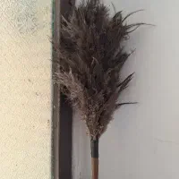 پر شتر مرغ