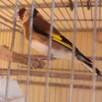 سهره نر آوازخوان، سالم و تازه طلایی|پرنده|تبریز, |دیوار