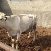 گاو زاییده با گوساله نر 20روز زاییده