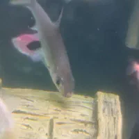 ماهی هشت سانتی سالم سرحال