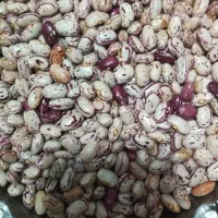 لوبیا چیتی