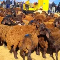 گوسفند زنده سالم حلال بره نرینه دستچین برای قربانی