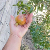 باغچه ۴۰۰ متری حصارمهتر سنددار با درختان میوه