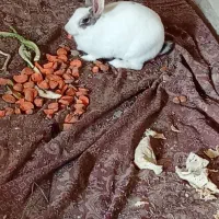 خرگوش|موش و خرگوش|شوشتر, |دیوار