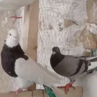 کفتر|پرنده|قیدار, |دیوار