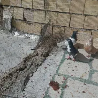 پرنده پرشتی