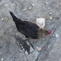 مرغ