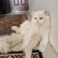 جفت ماده میخوام