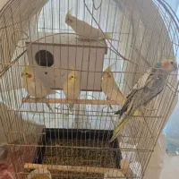 عروس هلندی