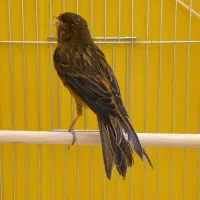 قناری نر قرص قلدر خوش دهن|پرنده|فردیس, فردیس|دیوار