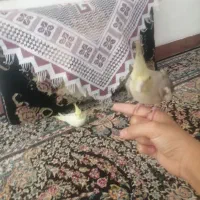 عروس هلندی فروشی|پرنده|کرمان, |دیوار