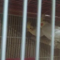 عروس هلندی جفت|پرنده|کبودرآهنگ, |دیوار