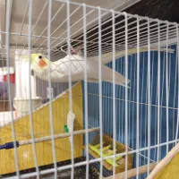 دو جفت عروس هلندی لوتینو البینو|پرنده|مشهد, شهید علی محمدی|دیوار