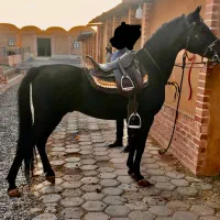 نریون|اسب و تجهیزات اسبسواری|رفسنجان, |دیوار