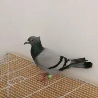 سبز دوخط کاکولی