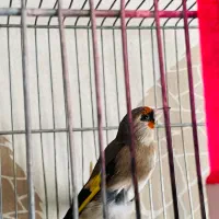 سهره ماده دورگ